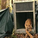 Harimau Tertangkap Langsung Dilepas ke Hutan, BBKSDA Riau: Semoga Banyak Anak!